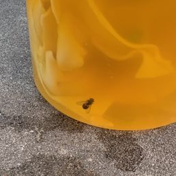 Dead fly in my Wonton Soup Dead fly in my Wonton Soup