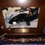 Photo of Pet Prairie