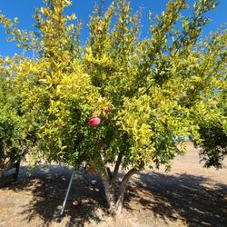 Mountain Brook Ranch - Pomegranates!
