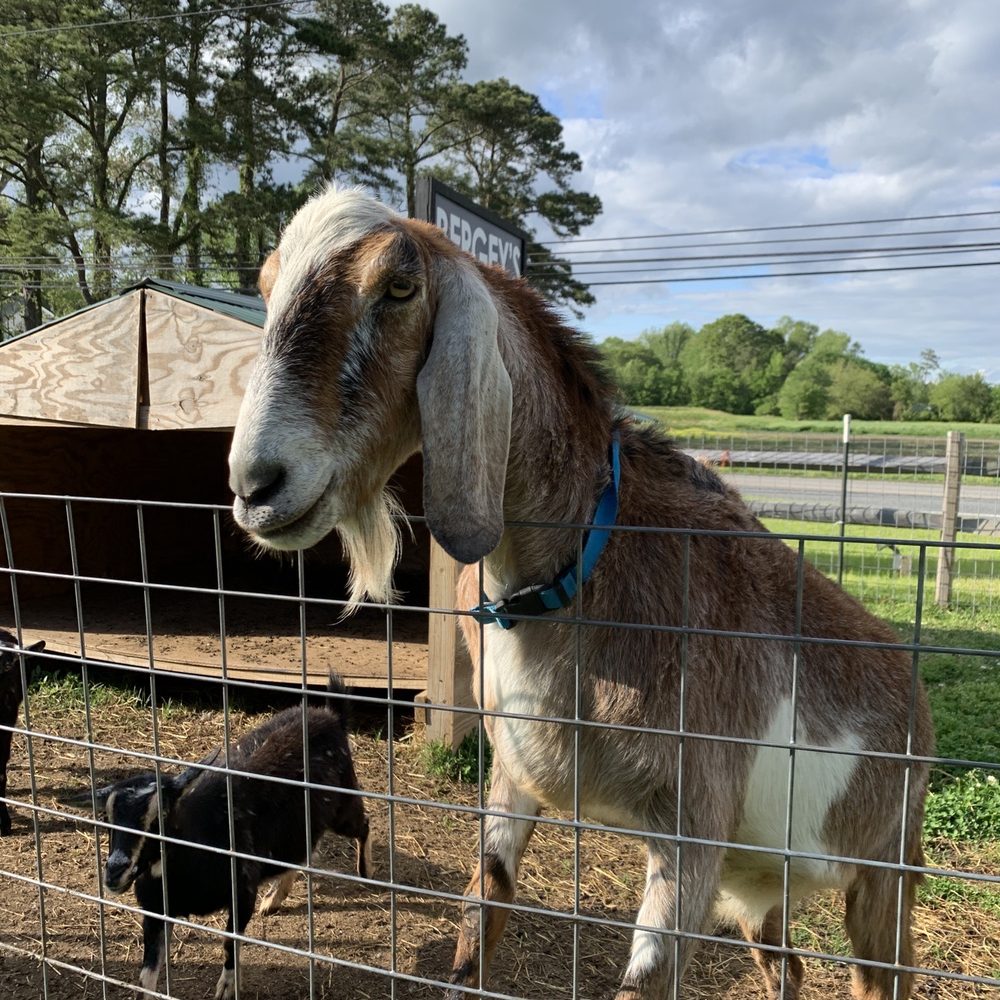 Bergey's Breadbasket - Petting zoo - Bakeries Near Me - Chesapeake, Virginia