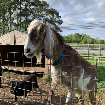 Bergey's Breadbasket - Petting zoo - Bakeries Near Me - Chesapeake, Virginia