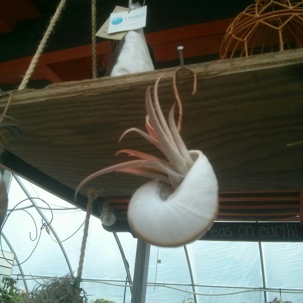 Bloom Greenhouse - Nurseries & Gardening Near Me - Bedford, Nova Scotia