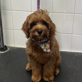 Dog's Best Friend - Cavapoo - Pet Groomers Near Me - North Miami, Florida