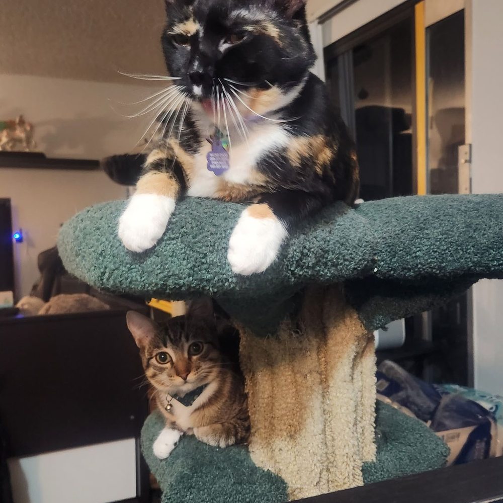 Super Fur-iends Rescue - Cats! - Pet Adoption Near Me