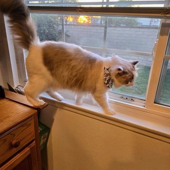 Happy Cat Grooming - All loose hair finally cleaned up! - Pet Groomers Near Me - Cypress, California Happy Cat Grooming - All loose hair finally cleaned up! - Pet Groomers Near Me - Cypress, California