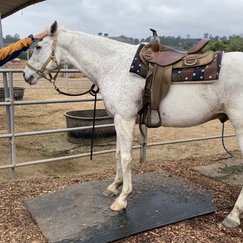 Santa Barbara Beach Horseback Rides - Petting a horse - Tours Near Me