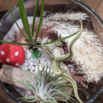 PlantHouse - Air plants - Nurseries & Gardening Near Me - Alexandria, Virginia