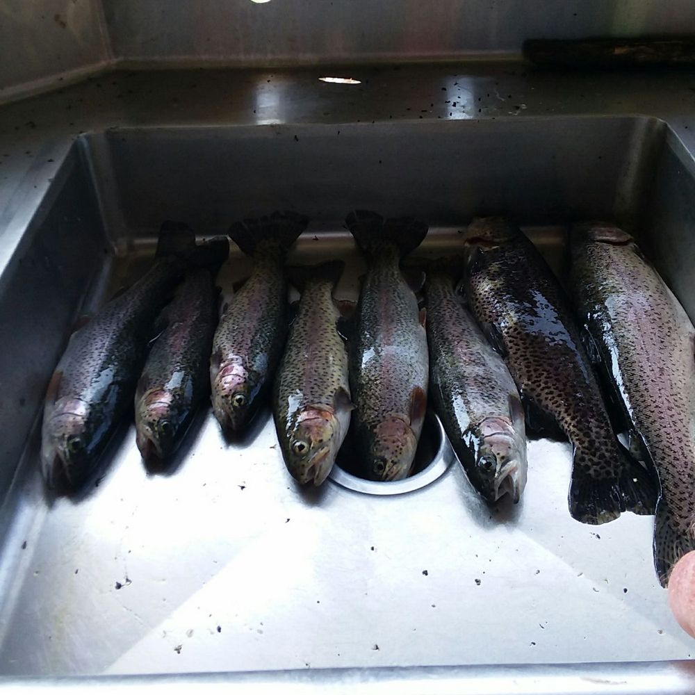 Fish!