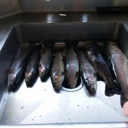 Fish! Fish!