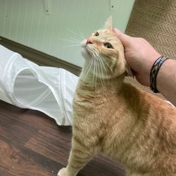 MeowInn Giftly Email, Text or Print, 10970 Chapel Hill Rd