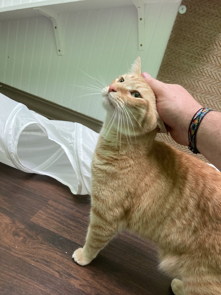 MeowInn - pet boarding facility in Morrisville, NC