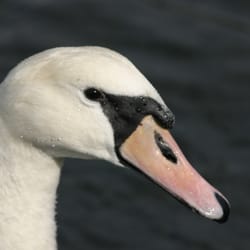 Naturschutzgebiet Holnis
