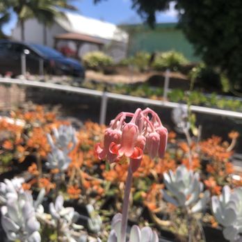 Mari's Gardens - Will add more later. But even succulents and cacti bloom in their care! No easy feat. - Nurseries & Gardening Near Me - Mililani, Hawaii Mari's Gardens - Will add more later. But even succulents and cacti bloom in their care! No easy feat. - Nurseries & Gardening Near Me - Mililani, Hawaii