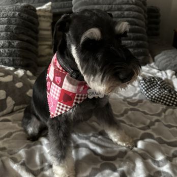 Bark Avenue - Brady! We love Ashleigh! Great job - Pet Groomers Near Me - Cedar Park, Texas