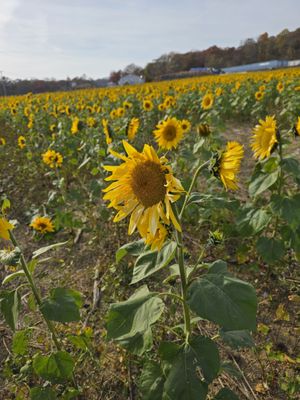 September Farm by null