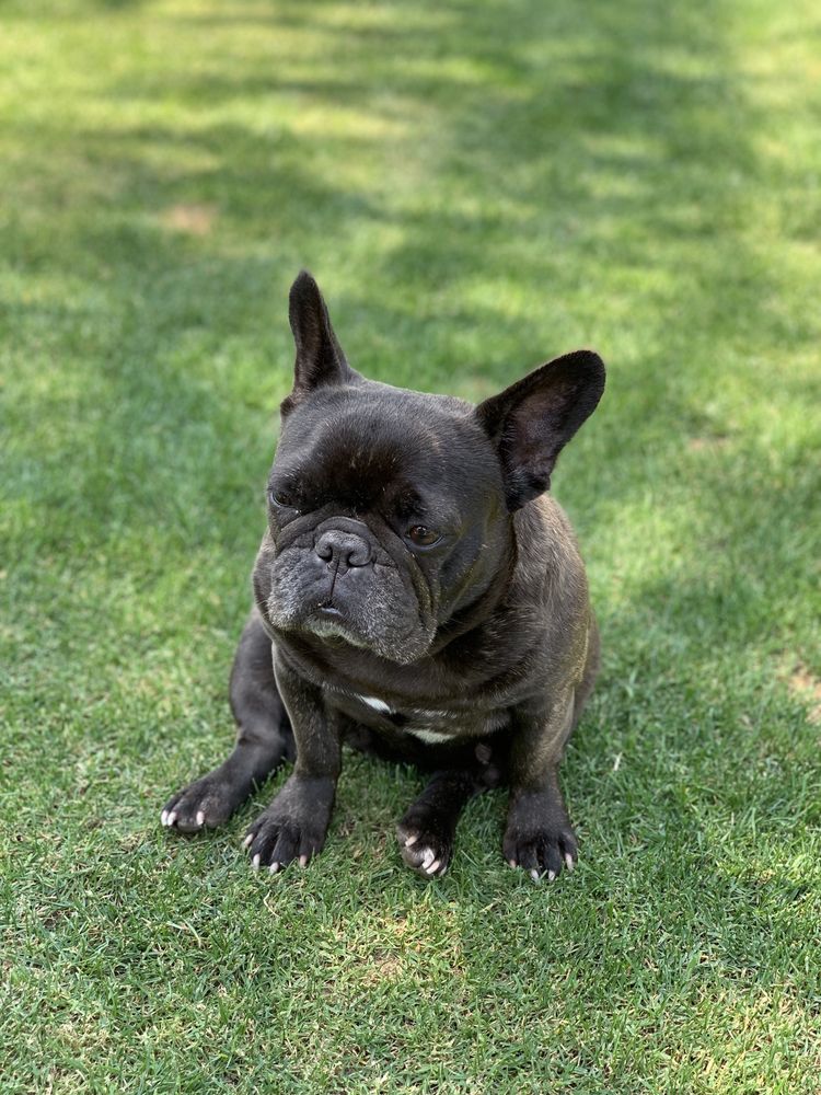 DELANO VETERINARY HOSPITAL 23 Photos & 39 Reviews 726 S High St