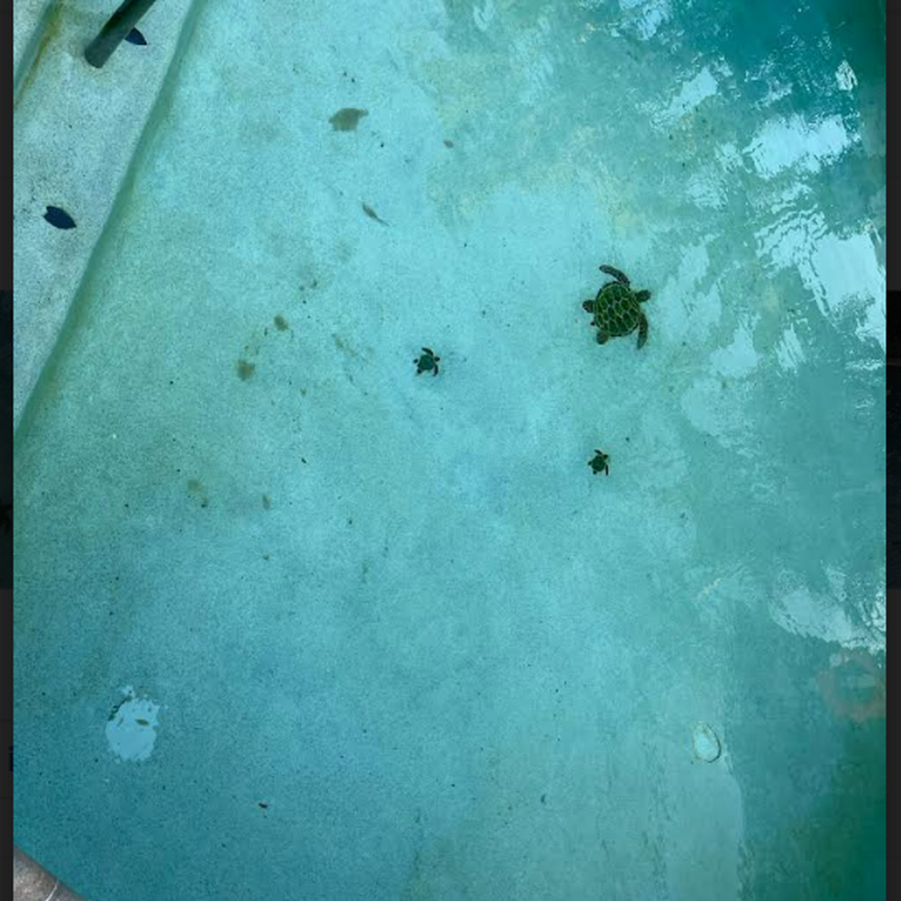 Chlorine King Pool Service - Picture after the services of 06/15/2022 - Pool & Hot Tub Service Near Me - Seminole, Florida Chlorine King Pool Service - Picture after the services of 06/15/2022 - Pool & Hot Tub Service Near Me - Seminole, Florida