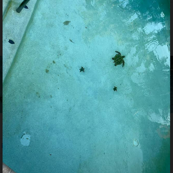 Chlorine King Pool Service - Picture after the services of 06/15/2022 - Pool & Hot Tub Service Near Me - Seminole, Florida