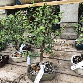 The Hidden Gardens - Jade Bonsai - Nurseries & Gardening Near Me - Willowbrook, Illinois