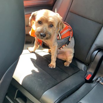 Pro-Groom - After - Pet Groomers Near Me - Roseville, California Pro-Groom - After - Pet Groomers Near Me - Roseville, California