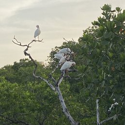 Snowy Egret Snowy Egret