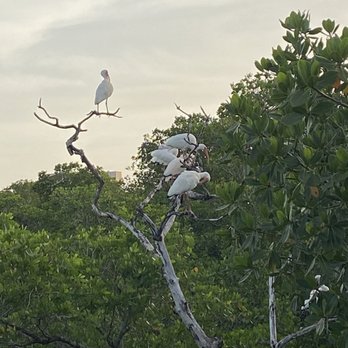 Clam Pass Beach Park - Snowy Egret - Parks Near Me - Naples, Florida
