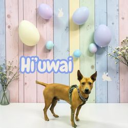 The Itchy Pooch Salon - My hi'u boy after his nail trimmings :)