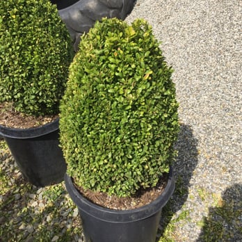 Pine Hills Nursery - Nurseries & Gardening Near Me - Rosemead, California Pine Hills Nursery - Nurseries & Gardening Near Me - Rosemead, California
