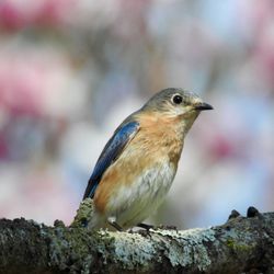 Bluebird Park - Eastern Bluebird