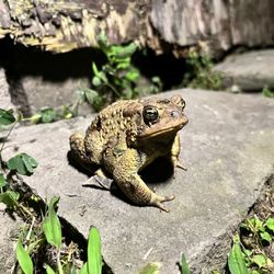 Russell Brook Campsite - Frog friends