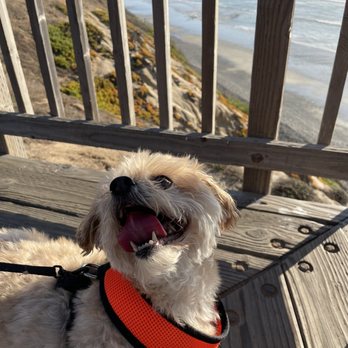 South Carlsbad State Beach - Dog's happy, I'm happy - Beaches Near Me - Carlsbad, California South Carlsbad State Beach - Dog's happy, I'm happy - Beaches Near Me - Carlsbad, California