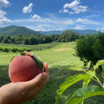 F. T. Valley Farm - Pick Your Own Farms Near Me - Sperryville, Virginia F. T. Valley Farm - Pick Your Own Farms Near Me - Sperryville, Virginia