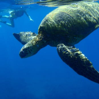 Turtle Town - Local Flavor Near Me - Kihei, Hawaii