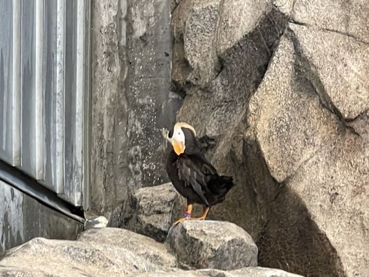 Alaska SeaLife Center by null