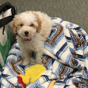 Tropico Kennels - Welcome home Luna! - Pet Breeders Near Me - Redondo Beach , California Tropico Kennels - Welcome home Luna! - Pet Breeders Near Me - Redondo Beach , California