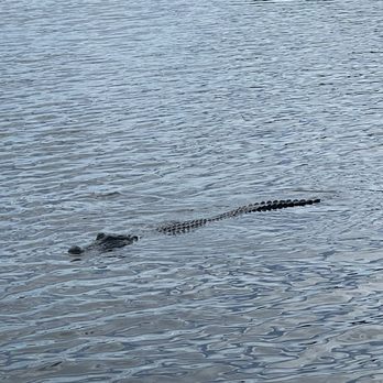Airboat Adventures - Just hanging out. - Boat Tours Near Me - Lafitte, Louisiana Airboat Adventures - Just hanging out. - Boat Tours Near Me - Lafitte, Louisiana