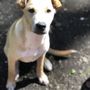 Photo of South Kona Veterinary Service