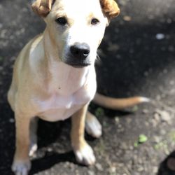 South Kona Veterinary Service