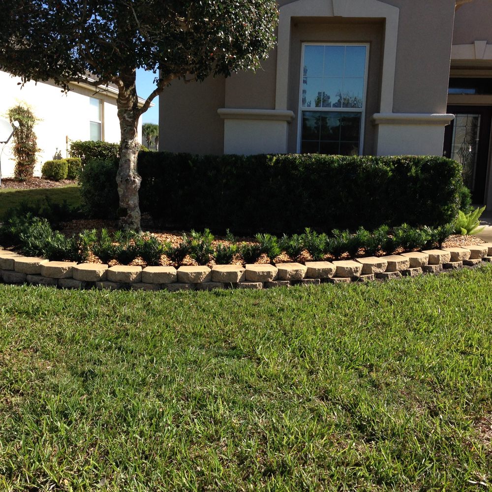 Neighbors Envy - Dwarf Podocarpus - Landscaping Near Me Neighbors Envy - Dwarf Podocarpus - Landscaping Near Me