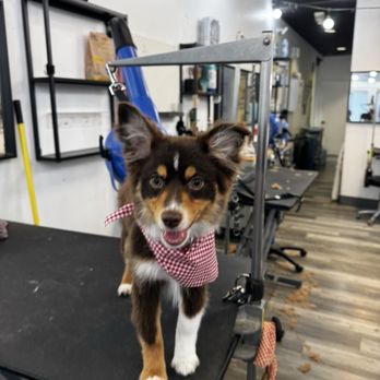 Floof Pet Grooming - During grooming! - Pet Groomers Near Me - Seattle, Washington
