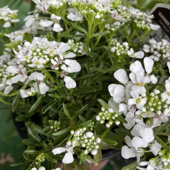 Bruce Miller Nursery - Nurseries & Gardening Near Me - Richardson, Texas