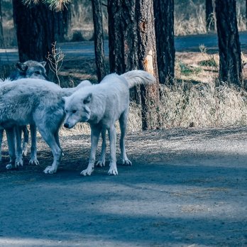 Bearizona - Zoos Near Me - Williams, Arizona Bearizona - Zoos Near Me - Williams, Arizona