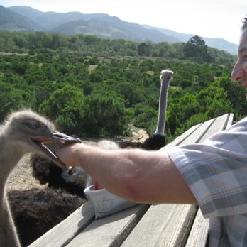 Ostrichland USA - Very hungry!!! - Attraction Farms Near Me - Solvang, California Ostrichland USA - Very hungry!!! - Attraction Farms Near Me - Solvang, California