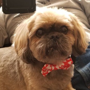 Canine Clips - Pet Groomers Near Me - Warwick, Rhode Island