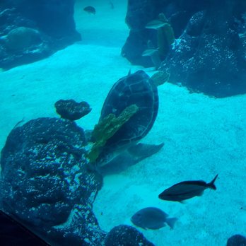 Mississippi Aquarium - Aquariums Near Me - Gulfport, Mississippi