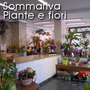 Photo of Sommariva / Giorgio EC