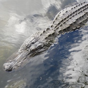 Gatorland - Zoos Near Me - Orlando, Florida Gatorland - Zoos Near Me - Orlando, Florida
