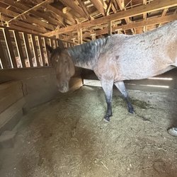 Griffith Park Horse Rentals