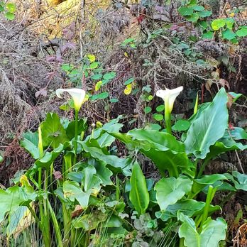 Lands End Trail - Flowers along the trail - Hiking Near Me - San Francisco, California