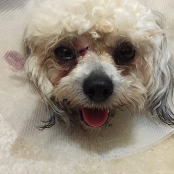 Gully Animal Hospital - After Bella got her stitches c: - Veterinarians Near Me - Arlington, Texas Gully Animal Hospital - After Bella got her stitches c: - Veterinarians Near Me - Arlington, Texas